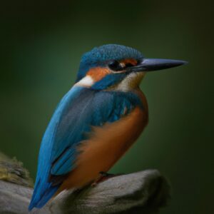 Eisvogel am gefrorenen Fluss.