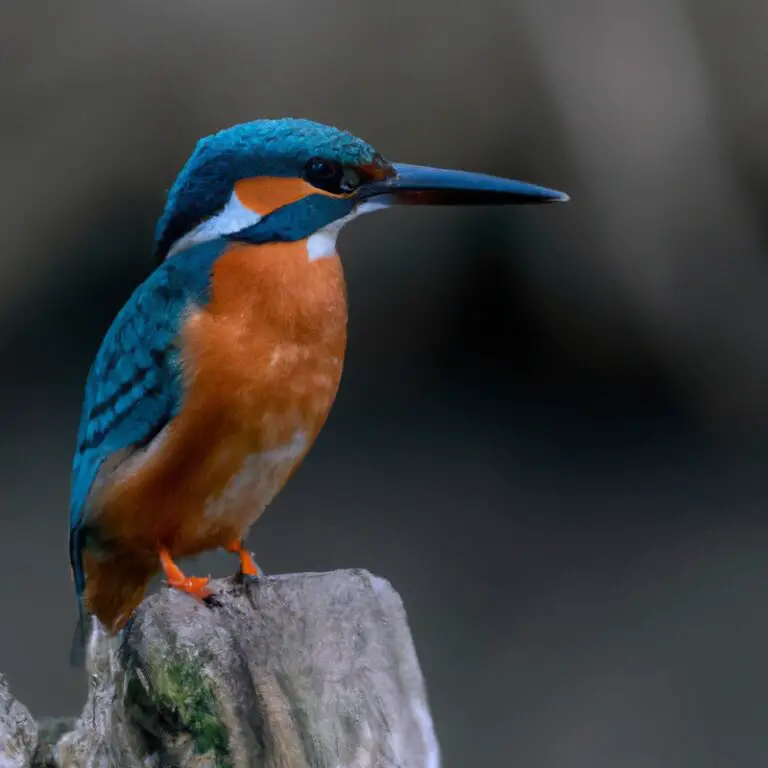 Eisvogel auf Ast