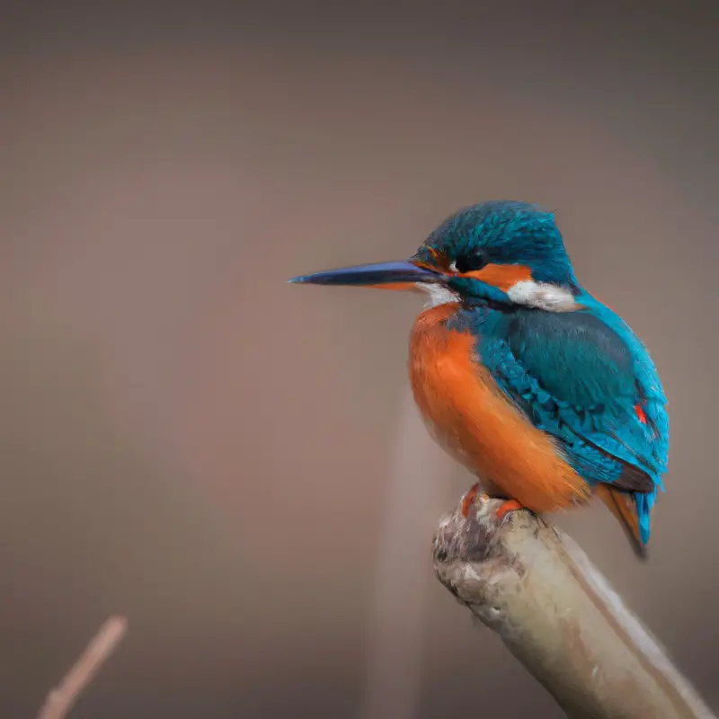 Eisvogel auf Ast.