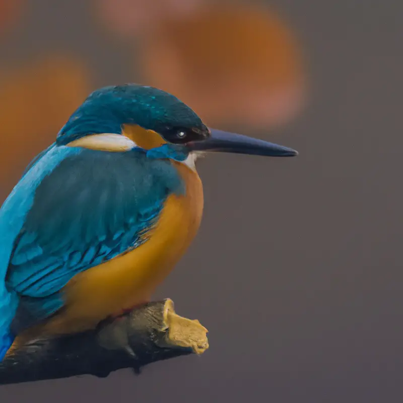 Eisvogel auf Fisch