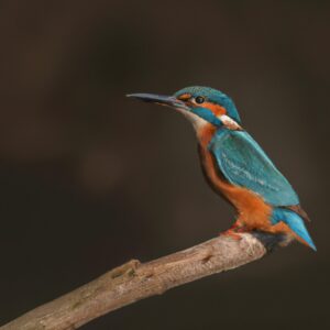 Eisvogel beim Brüten.