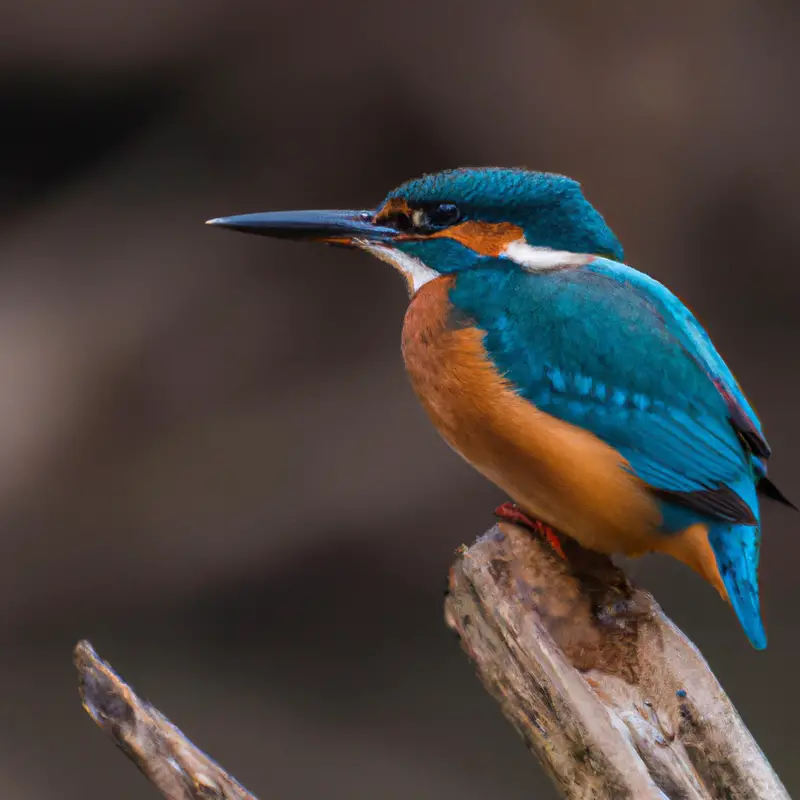 Eisvogel beim Brüten.