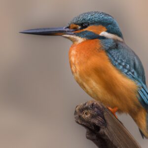 Eisvogel beim Fischen.