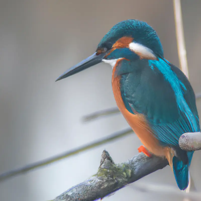 Eisvogel beim Fischen.