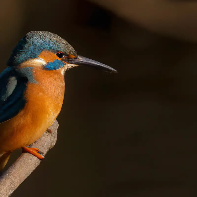 Eisvogel beim Fischen