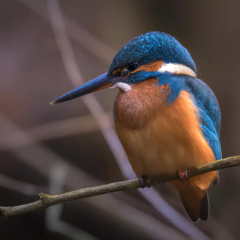 Eisvogel beim Fischfang.