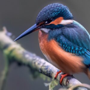 Eisvogel beim Fischfang.