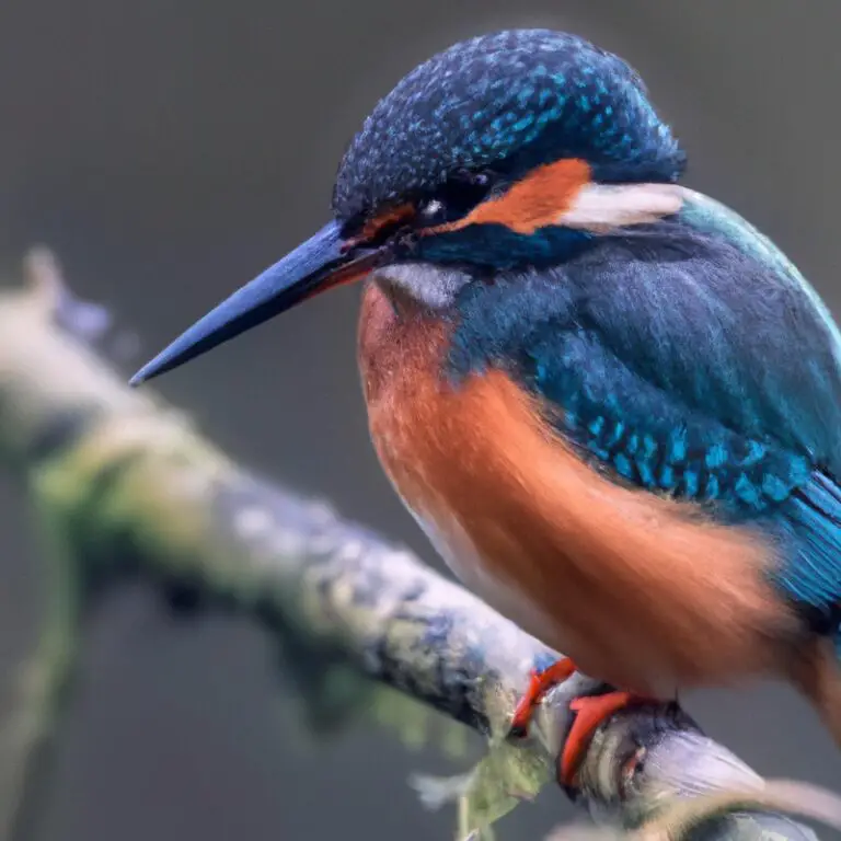 Eisvogel beim Fischfang.