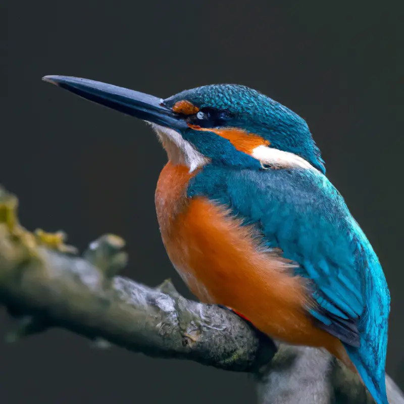 Eisvogel beim Fischfang