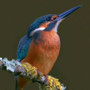 Eisvogel beim Fliegen.