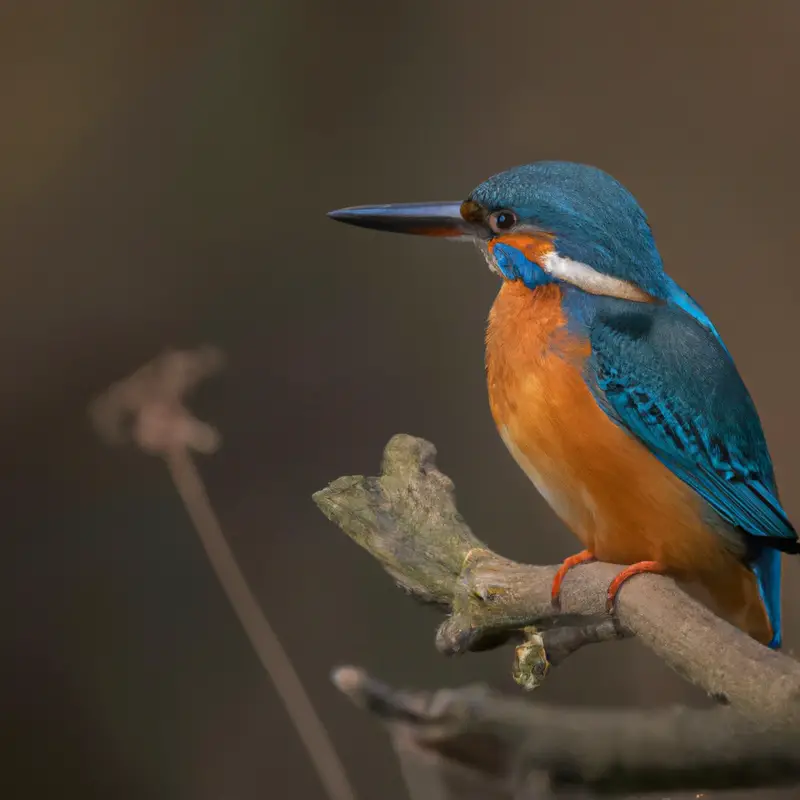 Eisvogel beim Fliegen.