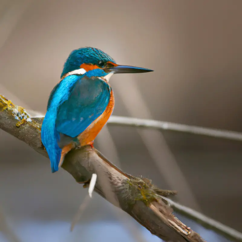 Eisvogel beim Flug.