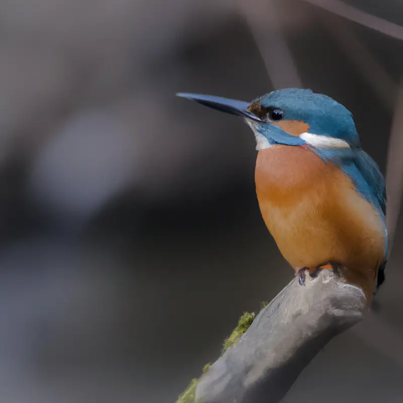 Eisvogel beim Flug