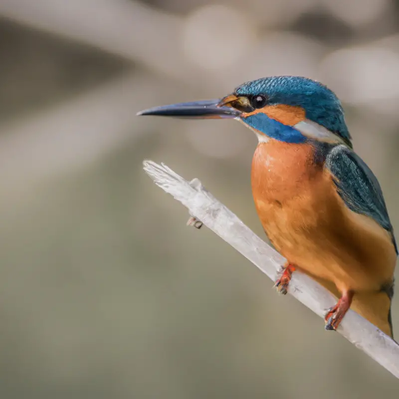 Eisvogel beim Jagen.