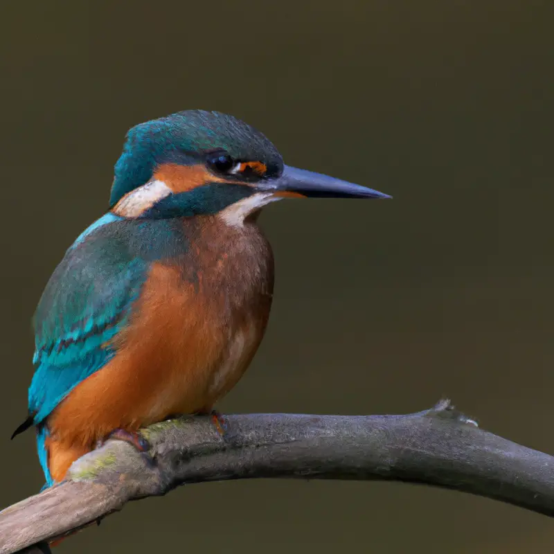 Eisvogel beim Jagen