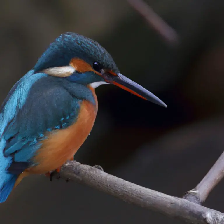 Eisvogel beim Tauchen.