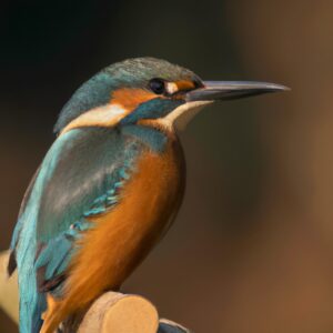 Eisvogel beim Tauchen