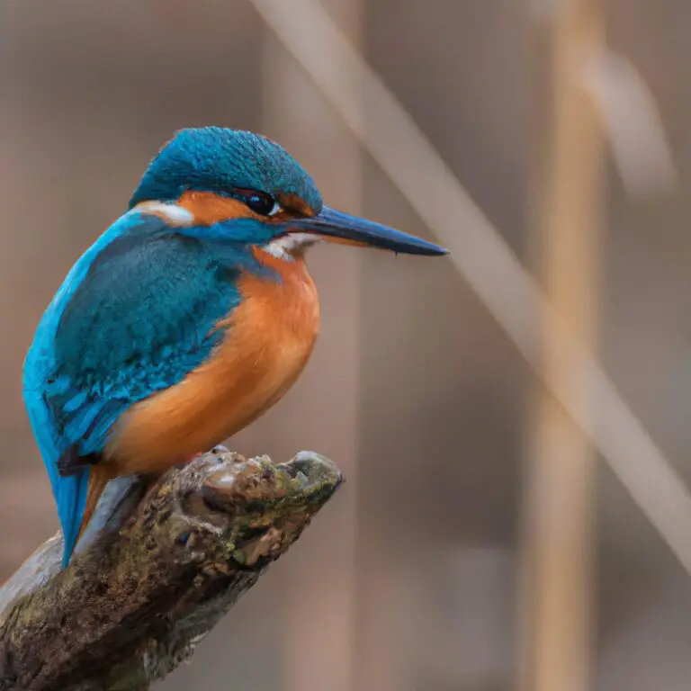 Eisvogel beim Tauchen