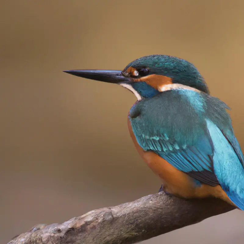 Eisvogel beim Tauchen