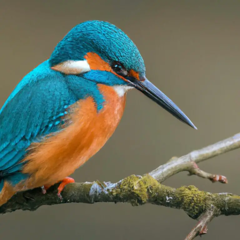 Eisvogel beim Tauchen