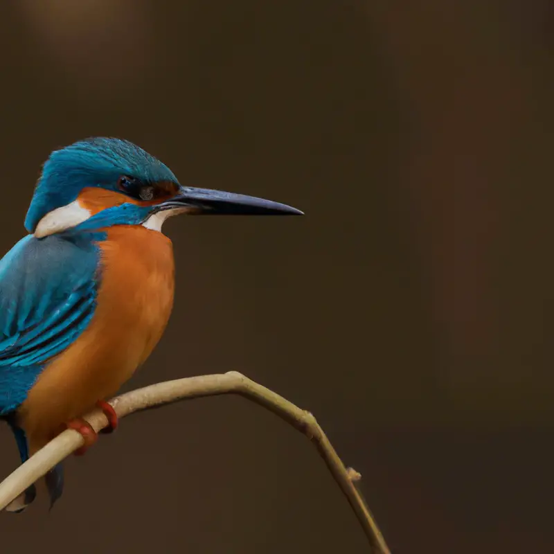 Eisvogel beim Tauchen.