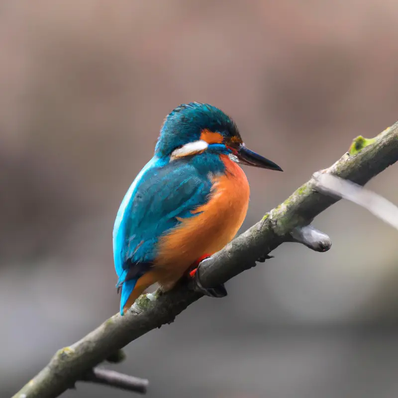 Eisvogel beobachtet Fisch