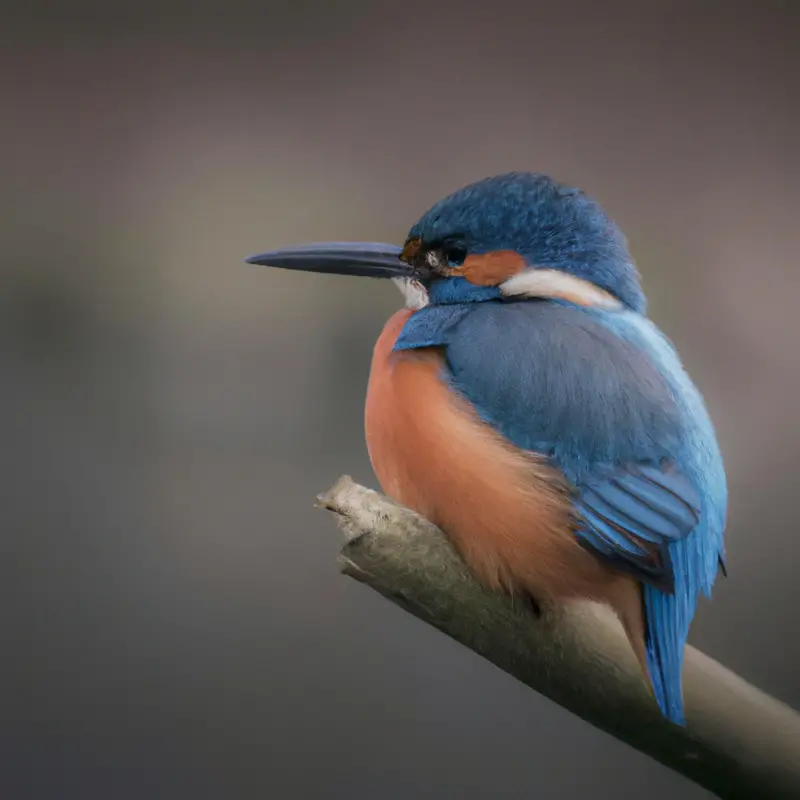 Eisvogel beobachtet.