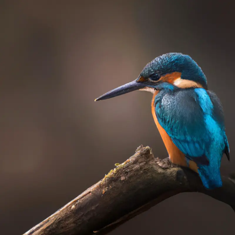 Eisvogel brütet