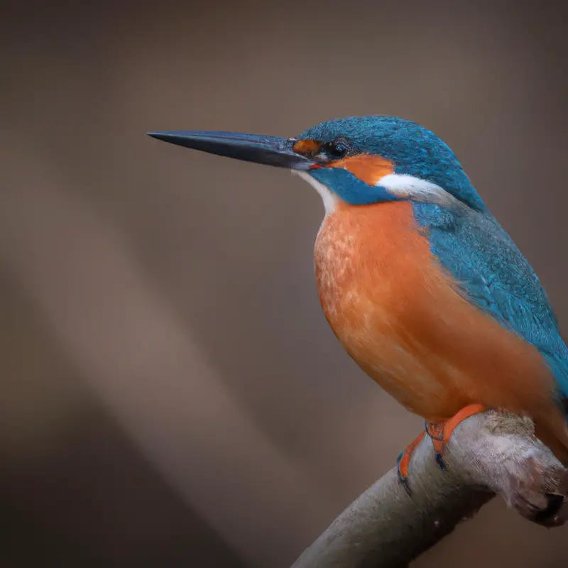 Eisvogel fängt Fische.