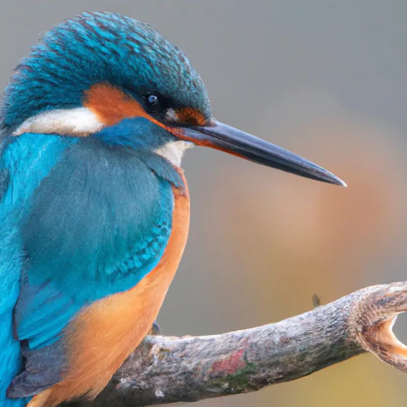 Eisvogel fliegend.