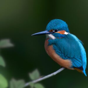 Eisvogel fliegend über Wasser