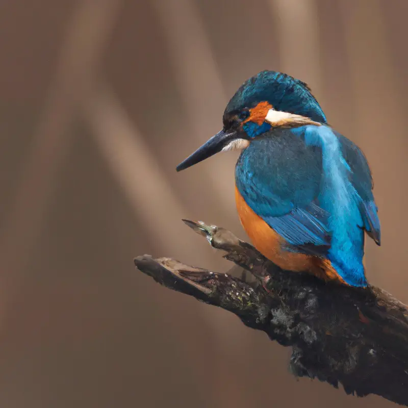 Eisvogel fliegt