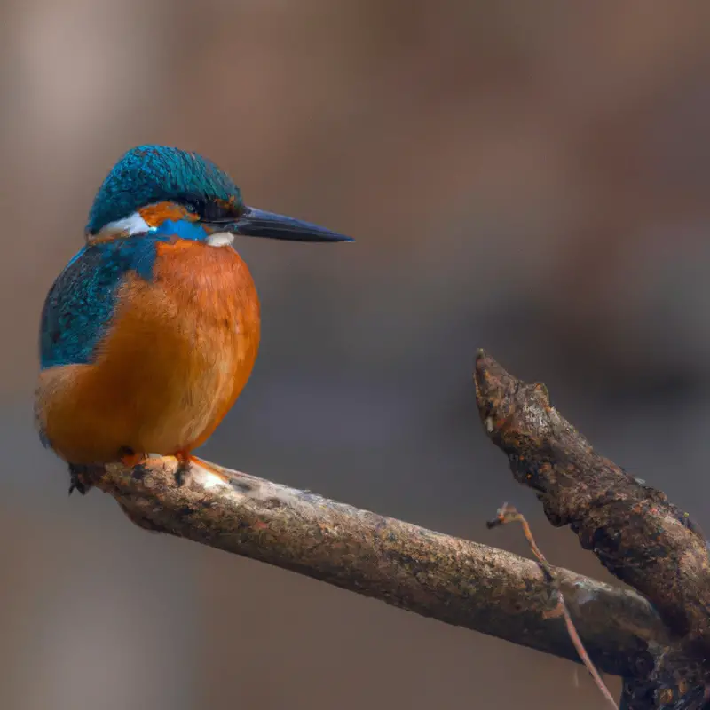 Eisvogel fliegt