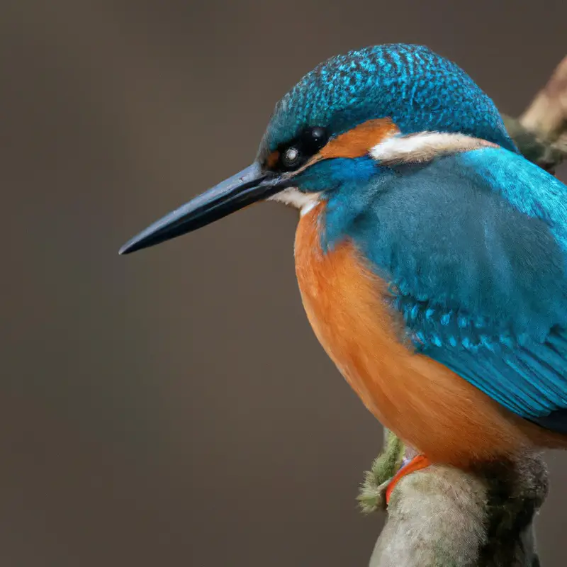 Eisvogel fliegt.