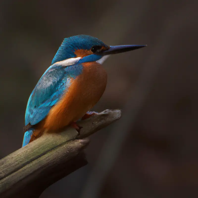 Eisvogel fliegt