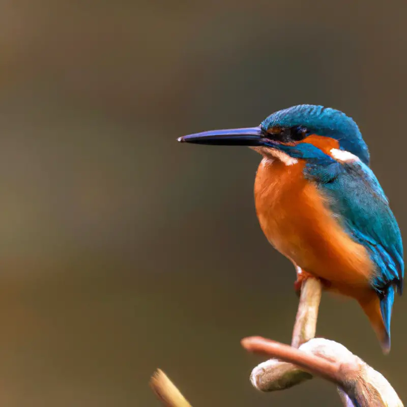 Eisvogel fliegt schnell.