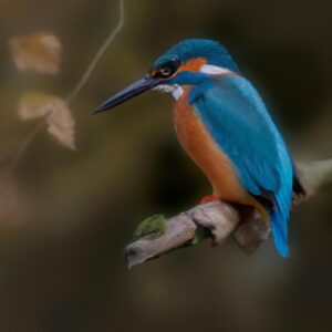 Eisvogel fliegt über den See.