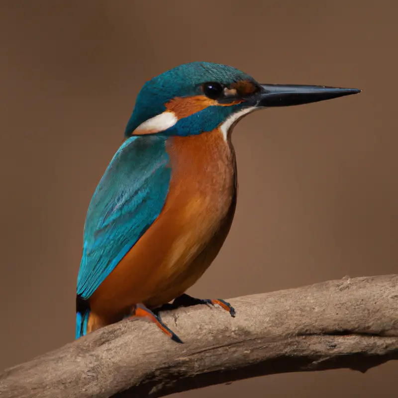 Eisvogel fliescht über Wasser