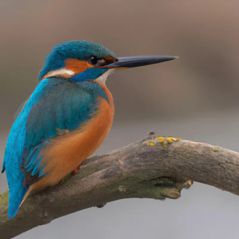 Eisvogel im Dunkeln.