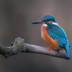 Eisvogel im Flug.