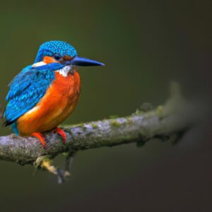 Eisvogel im Flug.