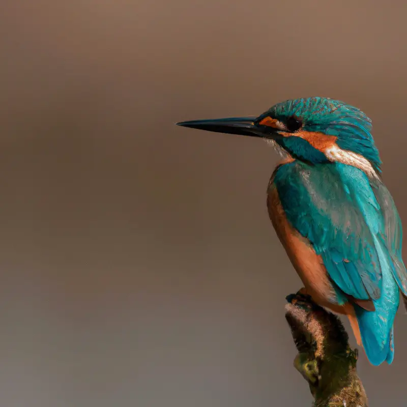 Eisvogel im Flug.