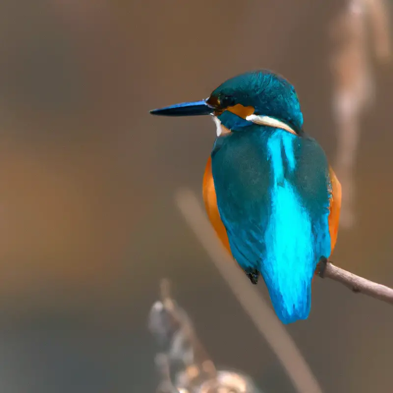 Eisvogel im Flug