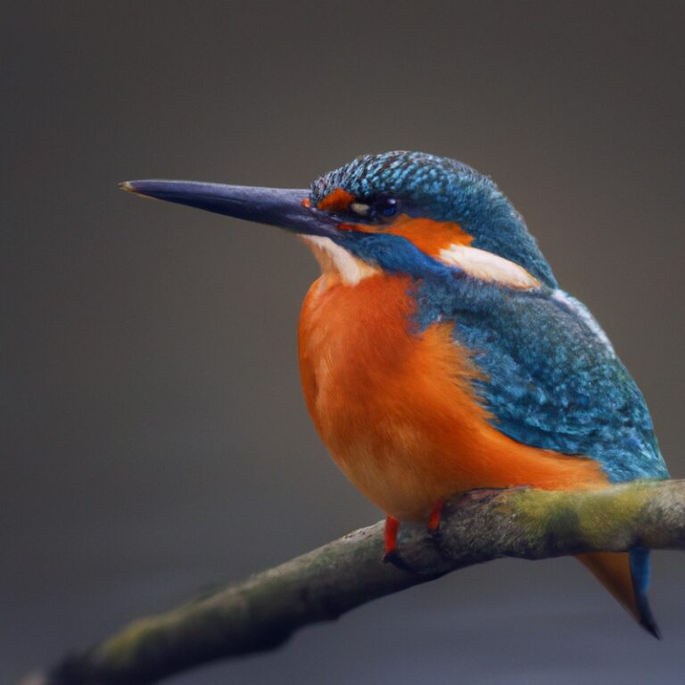 Eisvogel im Flug.