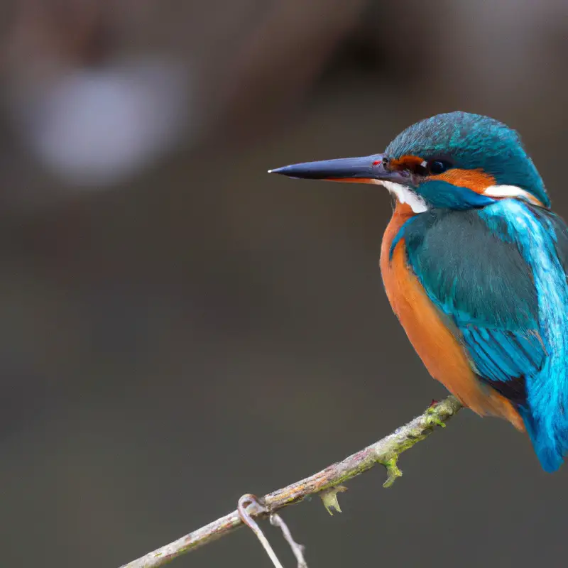 Eisvogel im Flug