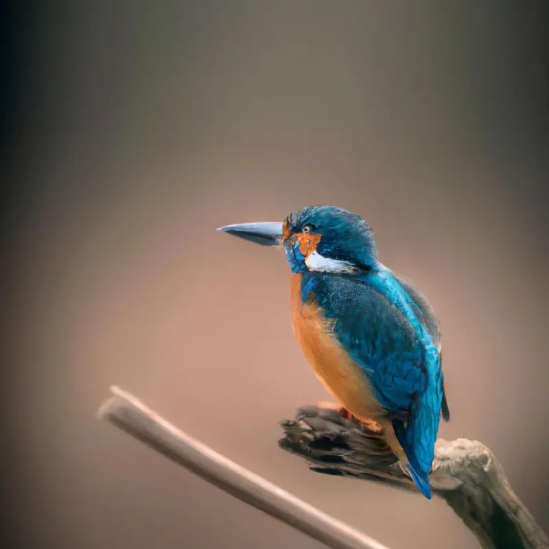 Eisvogel im Flug.