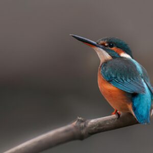 Eisvogel im Flug