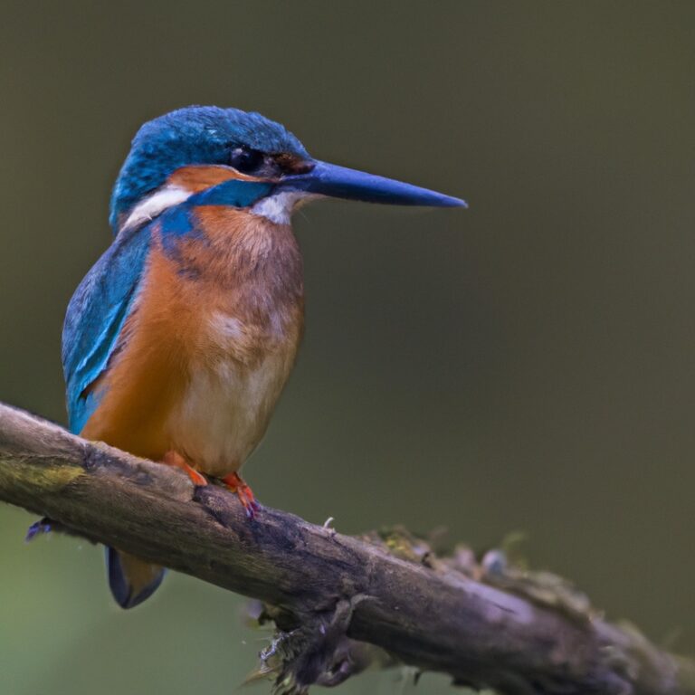 Eisvogel im Flug