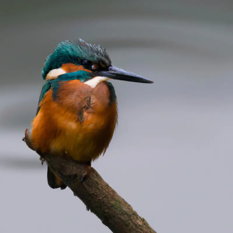 Eisvogel im Flug.