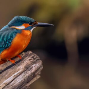 Eisvogel im Flug.